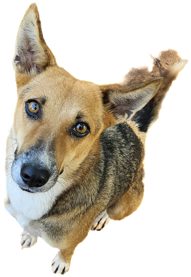 A free-living Indian dog, head tilted, looking at the viewer