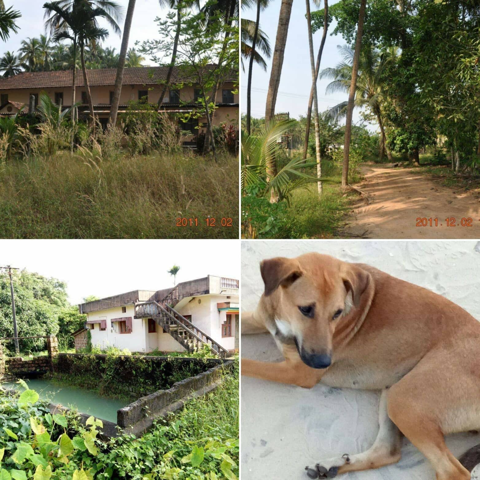 pangala