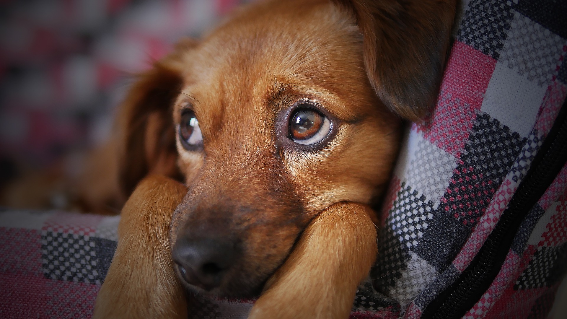 Dog guilty look.jpg