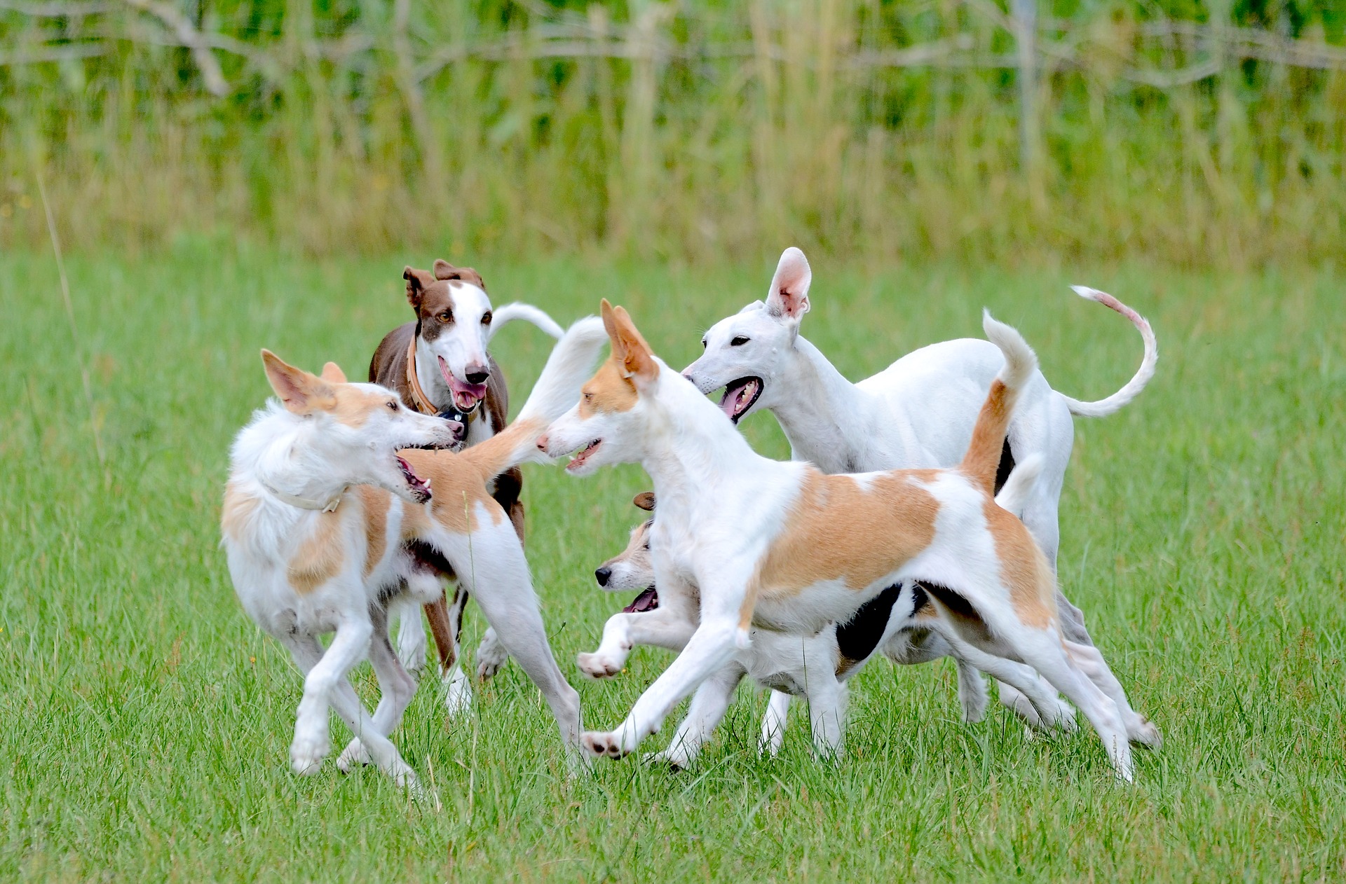 Dog play