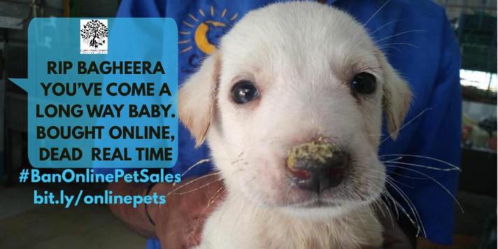 31947756_1802254589813220_4258904117767831552_n